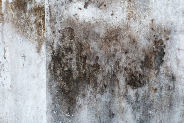 Best Mold Remediation for Healthcare Facilities  in Rion Center, MA