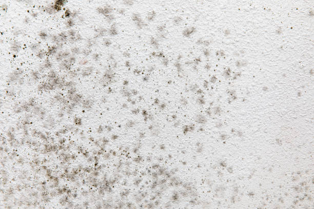 Best Mold-Related Health Consultation  in Rion Center, MA