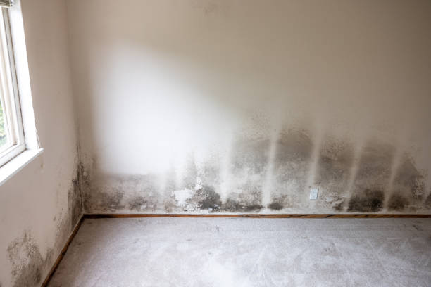 Best Black Mold Removal  in Rion Center, MA