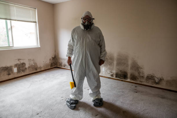 Best Mold Damage Restoration  in Rion Center, MA