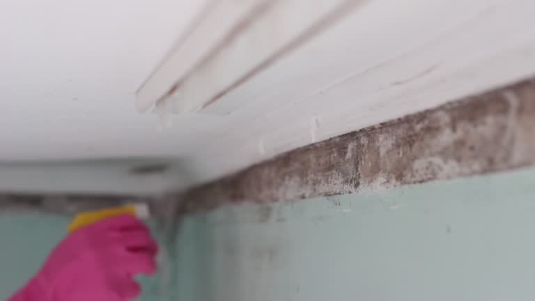 Best Real Estate Mold Inspection  in Rion Center, MA